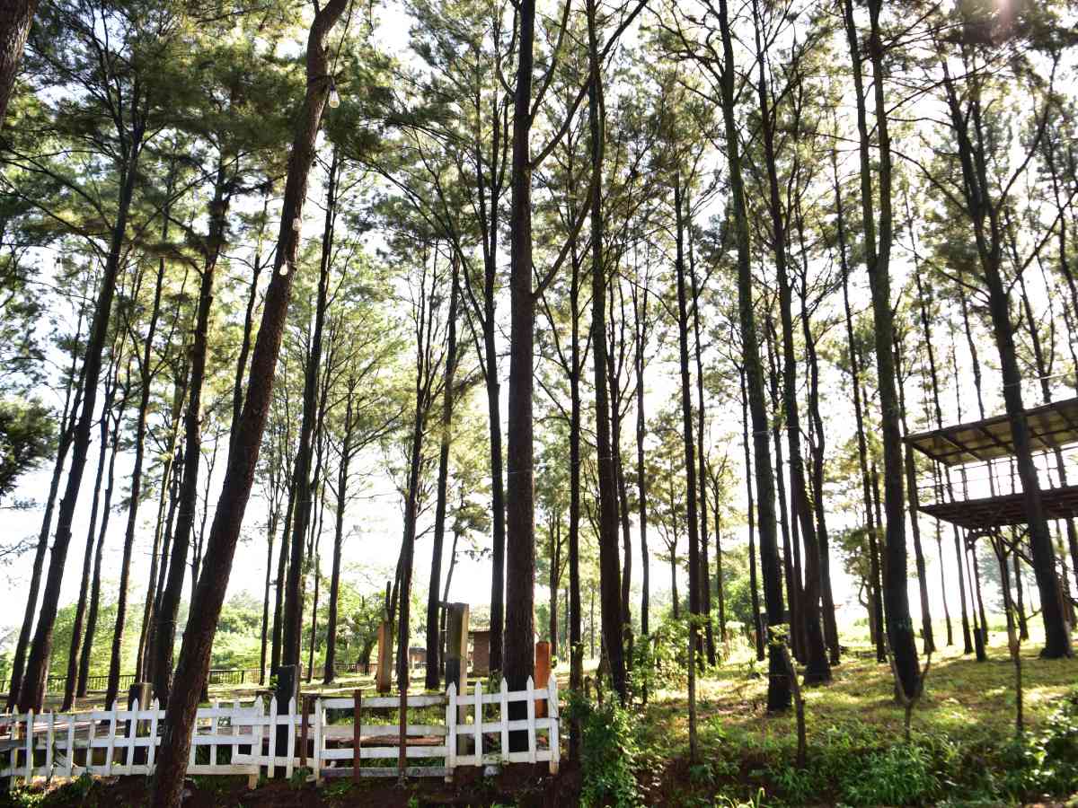 turismo-galeria-ahuachapan-el-bosque