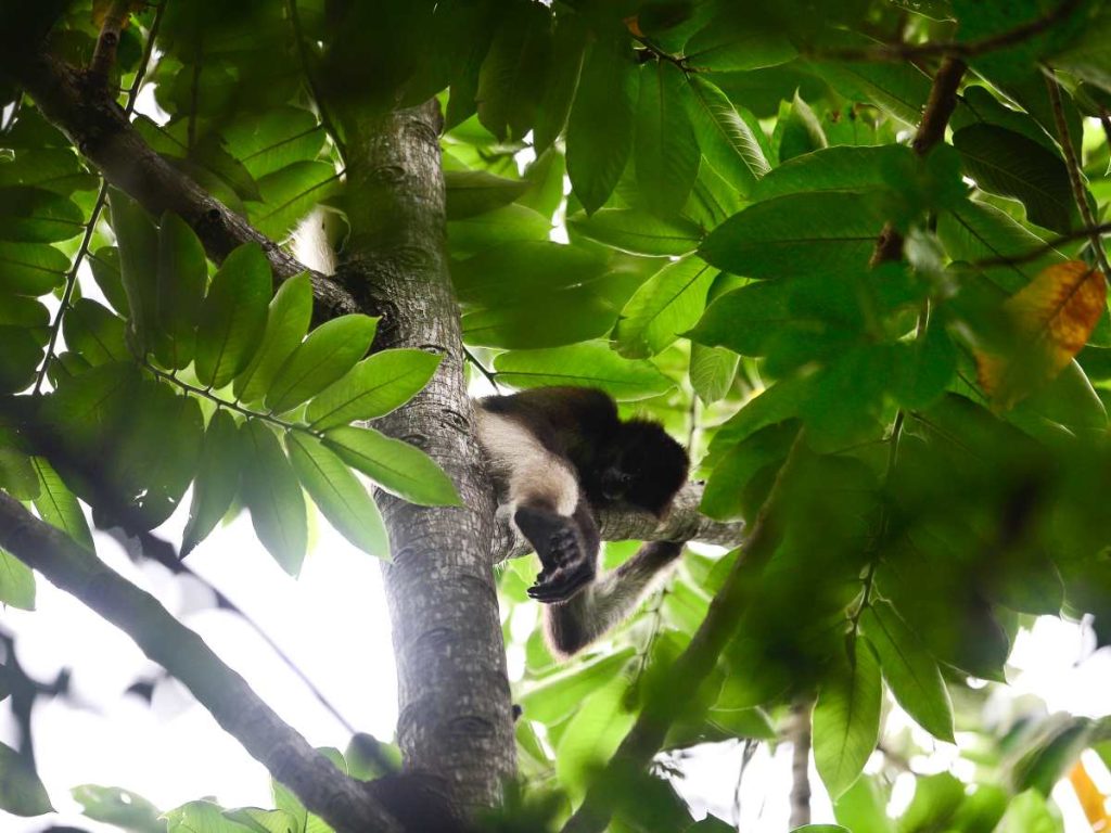 Monos araña en El Salvador