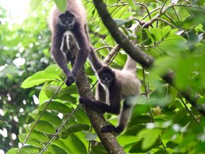 Monos araña en El Salvador