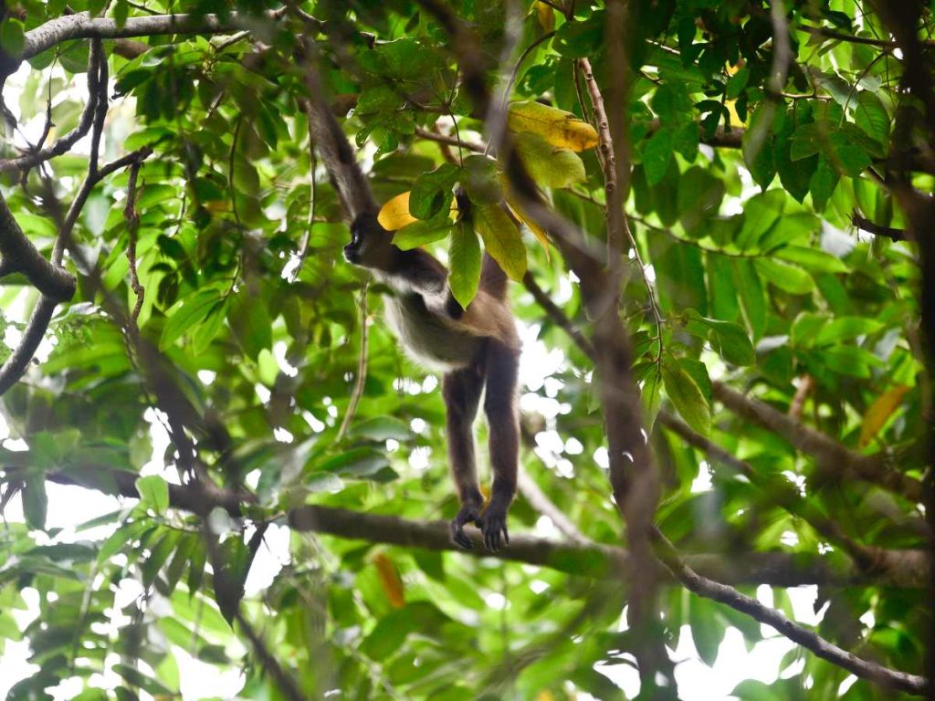 Monos araña en El Salvador