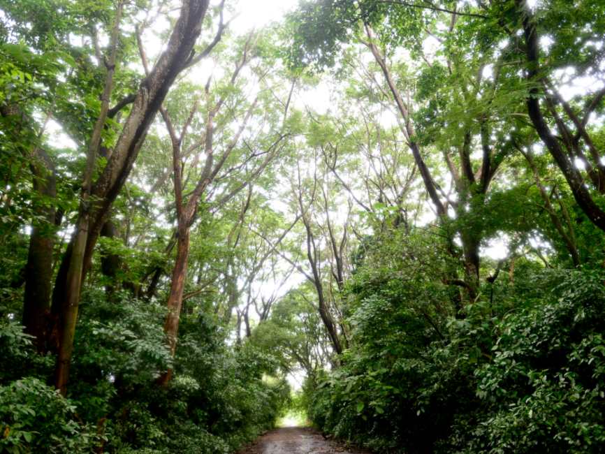 Monos araña en El Salvador