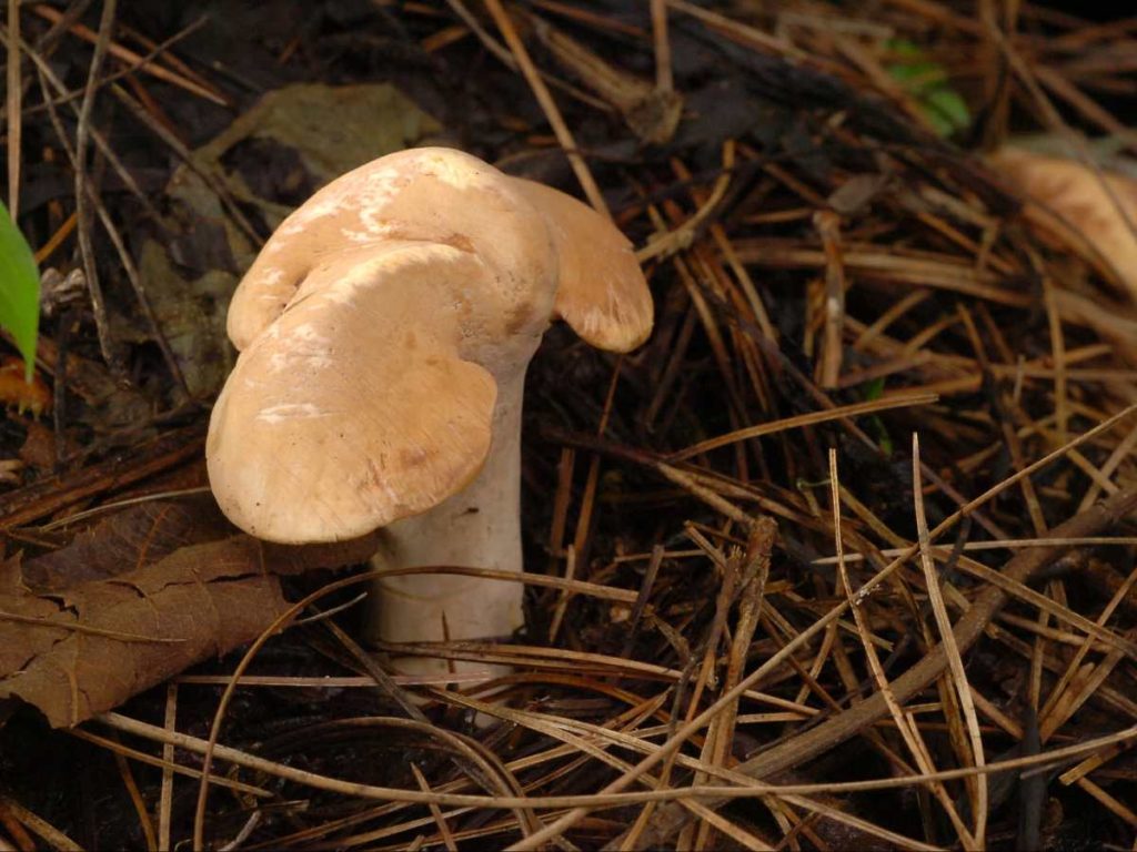 Tenquique, lugares para encontrarlo