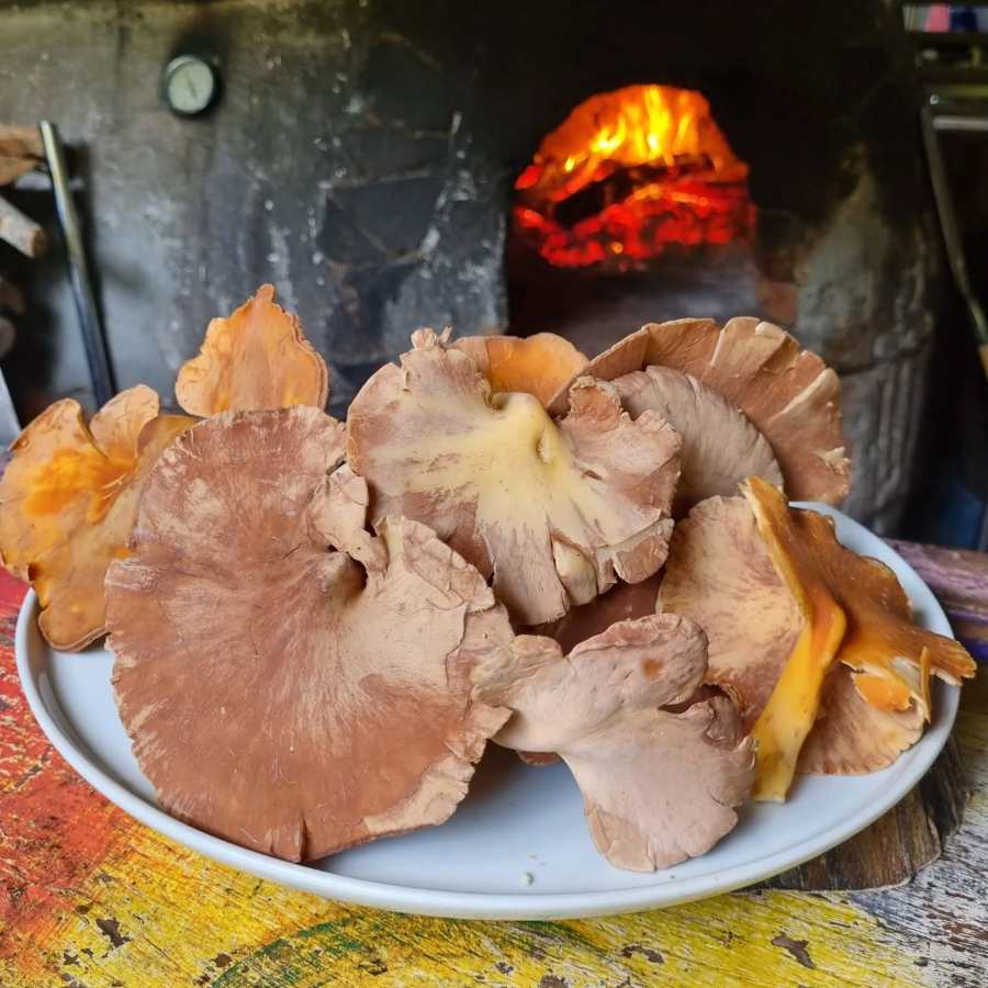 Tenquique, lugares para encontrarlo