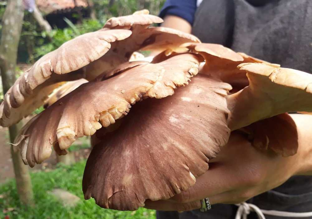 Tenquique, lugares para encontrarlo