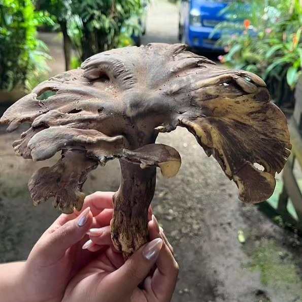 Tenquique, lugares para encontrarlo