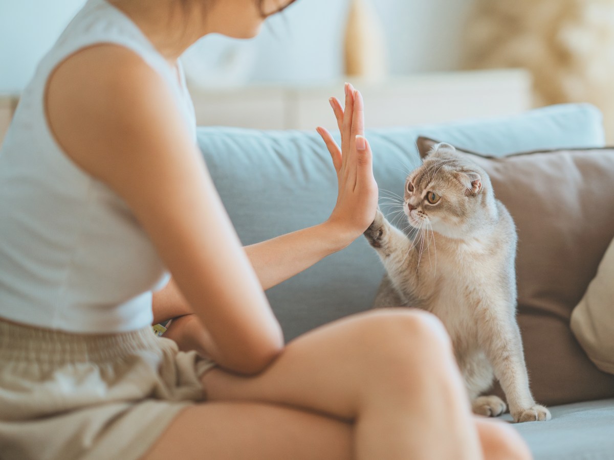 El ronroneo de un gato no solo relaja: también ayuda a reducir el estrés y fortalecer el vínculo emocional con su humano.