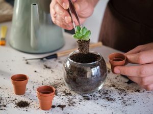 Las mini suculentas necesitan luz brillante, sustrato que drene bien y riegos espaciados para mantenerse sanas y decorativas en interiores.