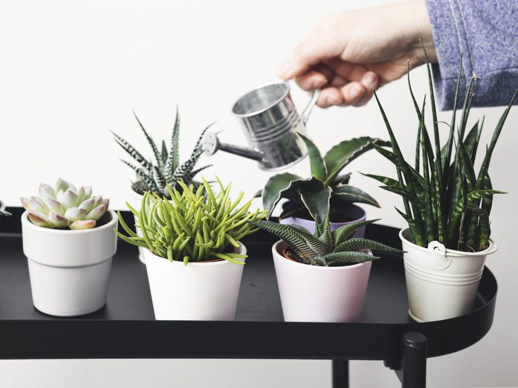 Ubicadas cerca de una ventana, las suculentas pequeñas alegran cualquier rincón y requieren pocos cuidados para lucir vibrantes todo el año.