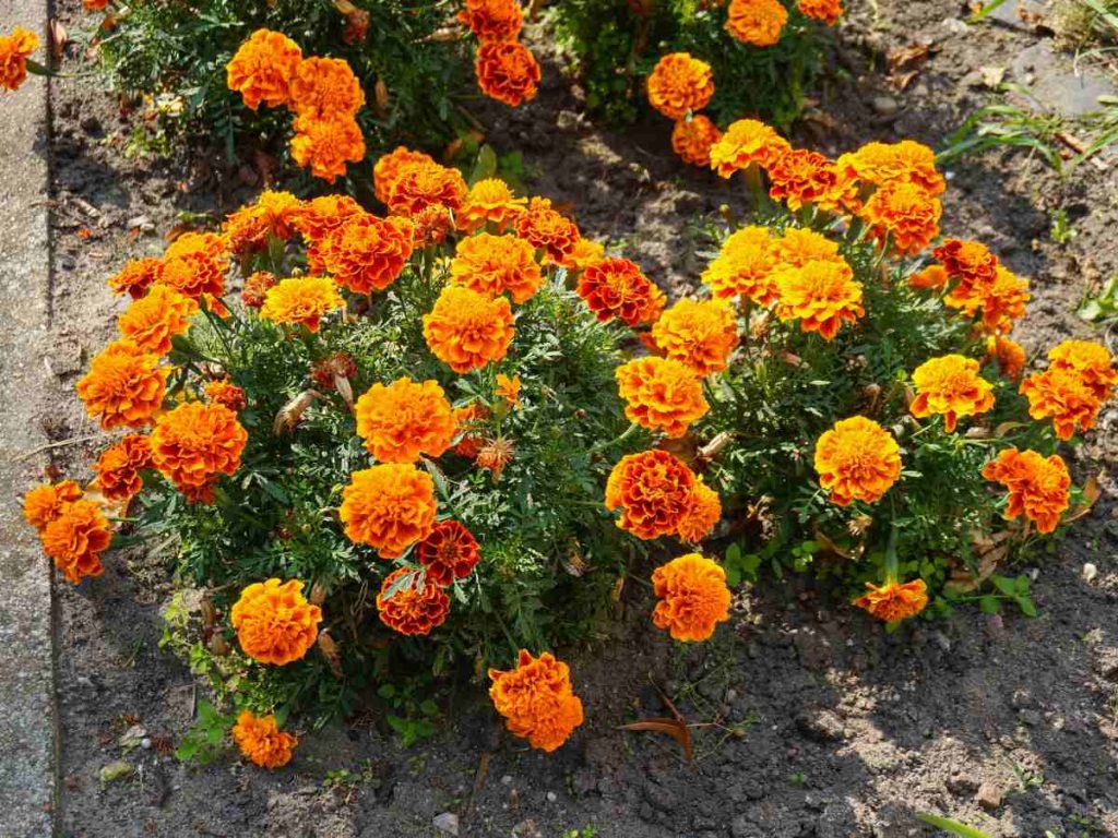 El vibrante color naranja del cempasúchil domina los campos mexicanos y marca el inicio de una de las tradiciones más importantes del país.