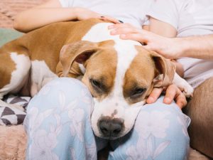 ¿Cuánto cuesta despedir a una mascota en El Salvador?