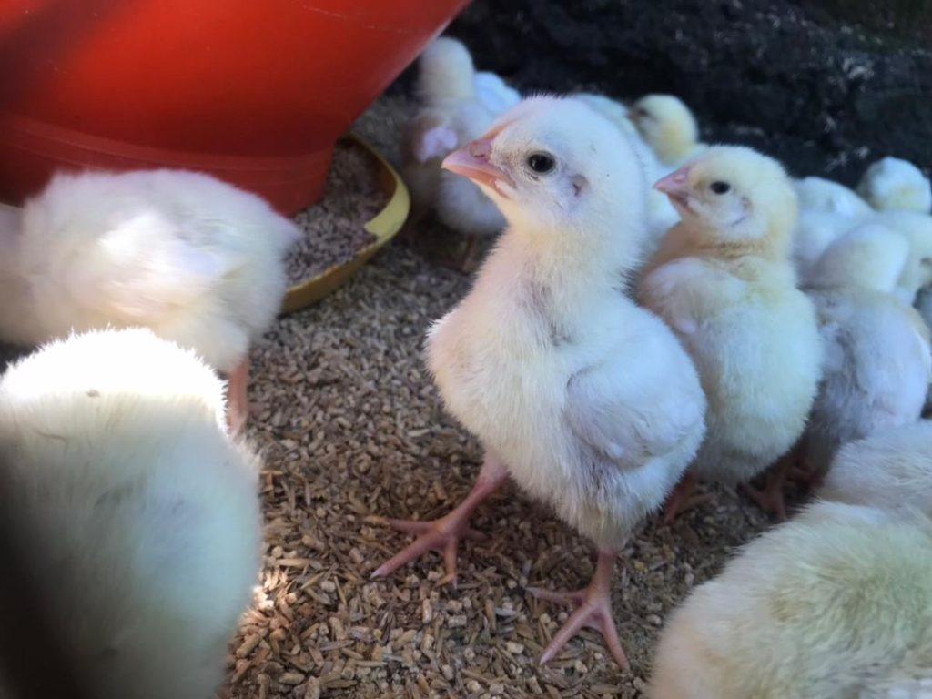 Pollos en crecimiento dentro de la granja avícola que Jasmín está ampliando con fondos no reembolsables del BCIE.
