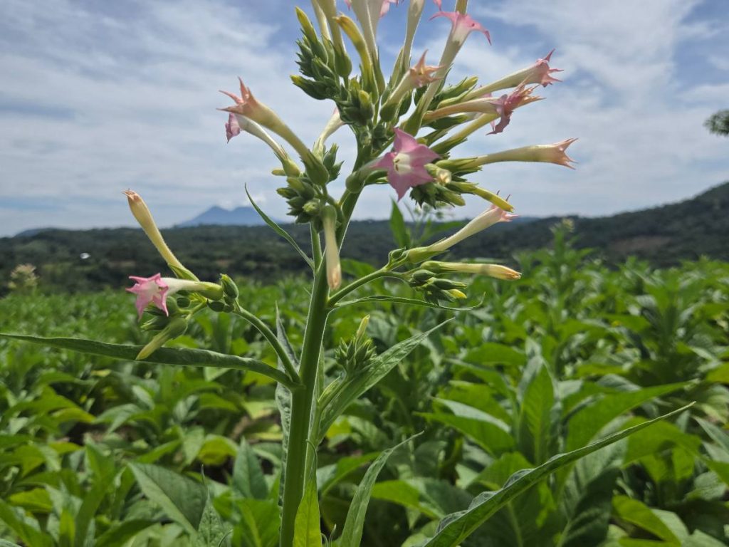 Floración del tabaco en tierras volcánicas de El Salvador, cultivado para la elaboración de puros artesanales.