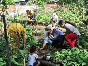 Comunidades se organizan para cultivar en pequeño: así funciona Cosechando Sonrisas