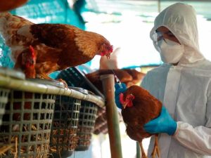 Estados Unidos confirma la primera muerte humana por gripe aviar H5N5