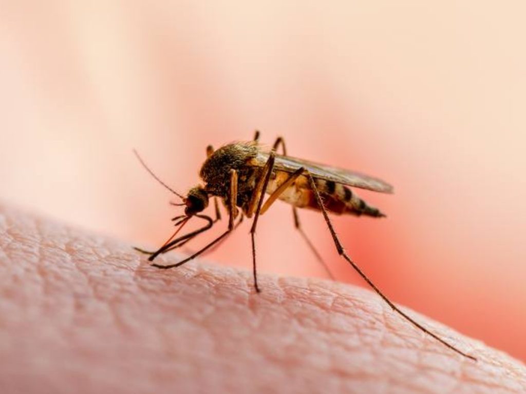 Salud confirma 107 casos de malaria importados en salvadoreños que regresaron de África