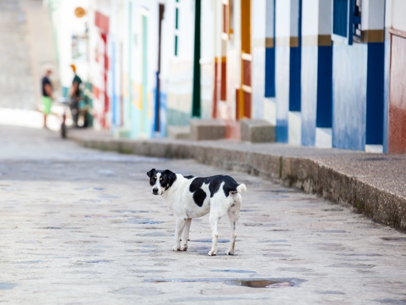 Según datos gubernamentales, hay cerca de 100,000 perros en las calles en el país. / Foto Shutterstock