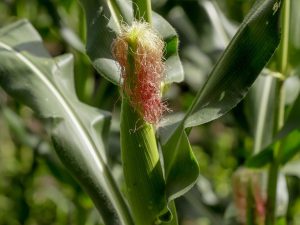 El maíz es el principal alimento en la dieta salvadoreña, pero su producción no cubre la demanda nacional.