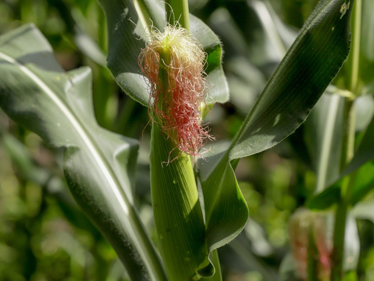 El maíz es el principal alimento en la dieta salvadoreña, pero su producción no cubre la demanda nacional.