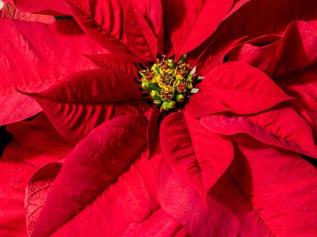 Elegí la Pascua ideal para tu espacio y dale los cuidados que necesita: luz indirecta, riego moderado y un rincón protegido del viento.