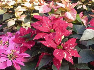 Las Pascuas son símbolo de la Navidad en El Salvador. Con los cuidados adecuados, su color puede alegrar tu hogar más allá de diciembre.