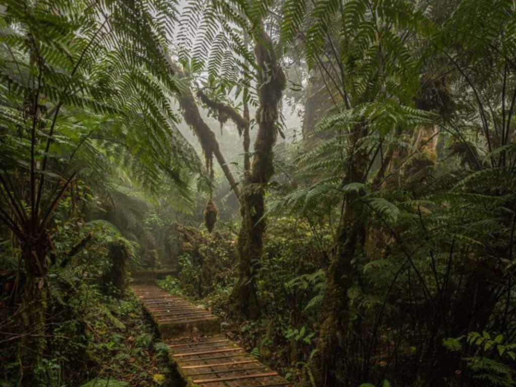 Bosque Nacional Montecristo en El Salvador
