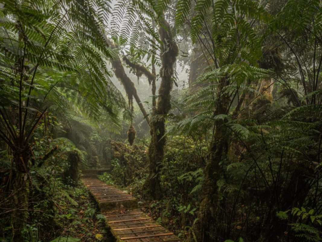 Bosque Nacional Montecristo en El Salvador