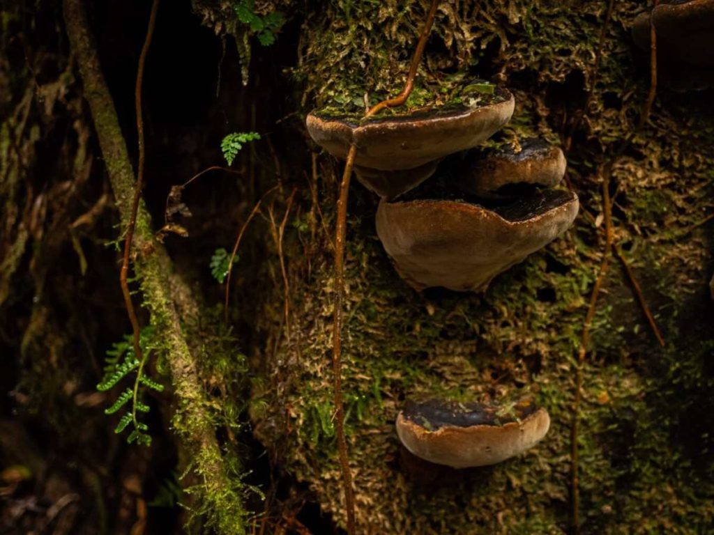 Bosque Nacional Montecristo en El Salvador
