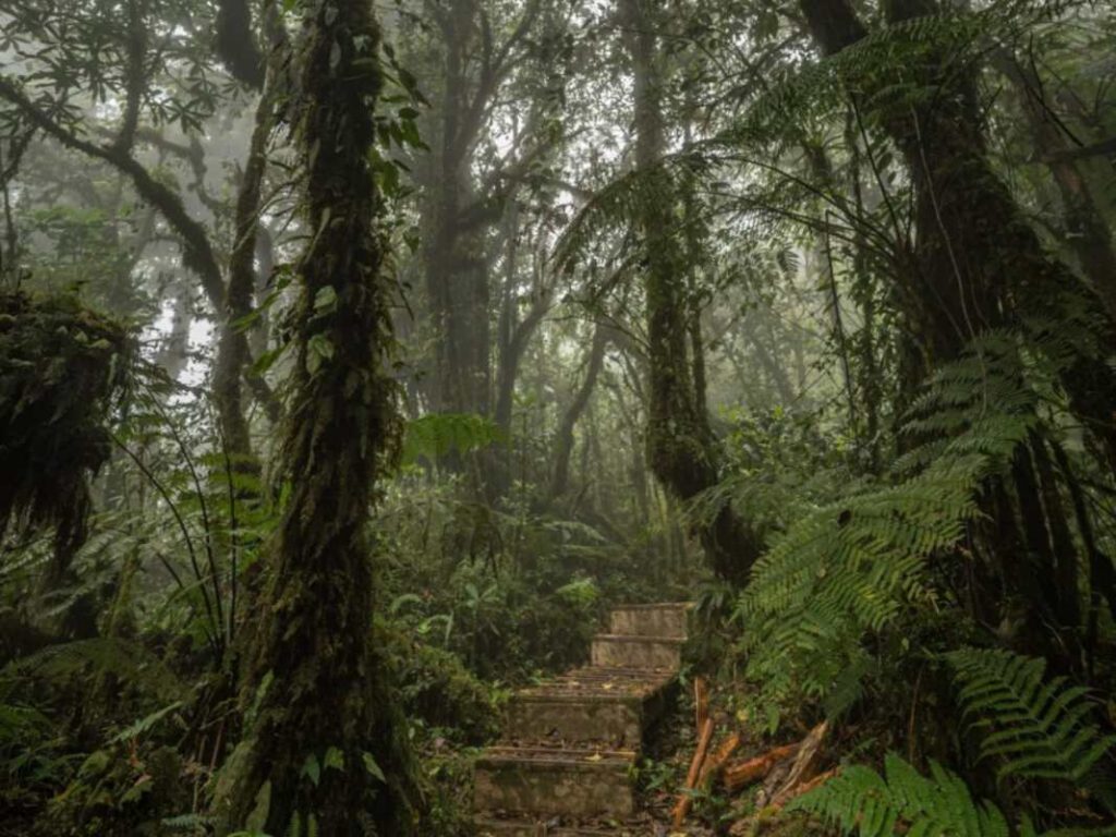 Bosque Nacional Montecristo en El Salvador