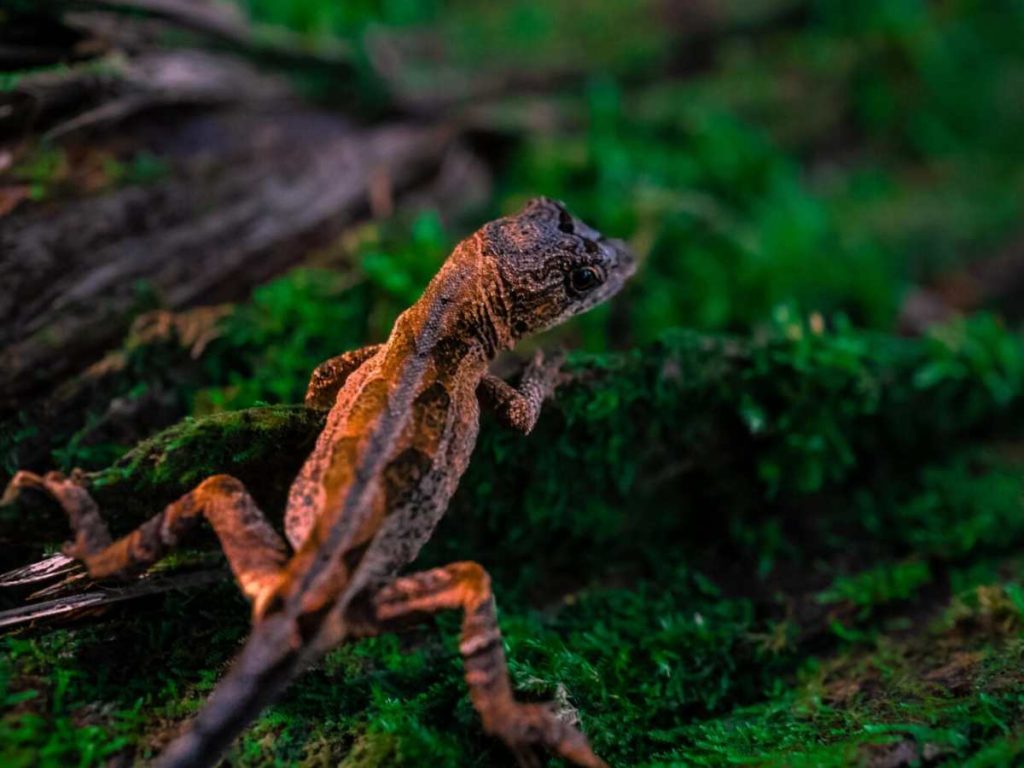 Bosque Nacional Montecristo en El Salvador
