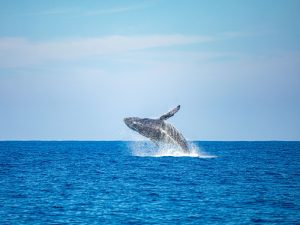 “Aguas tranquilas y fondo rocoso: la costa de Los Cóbanos es ideal para remar, nadar o simplemente relajarse.”