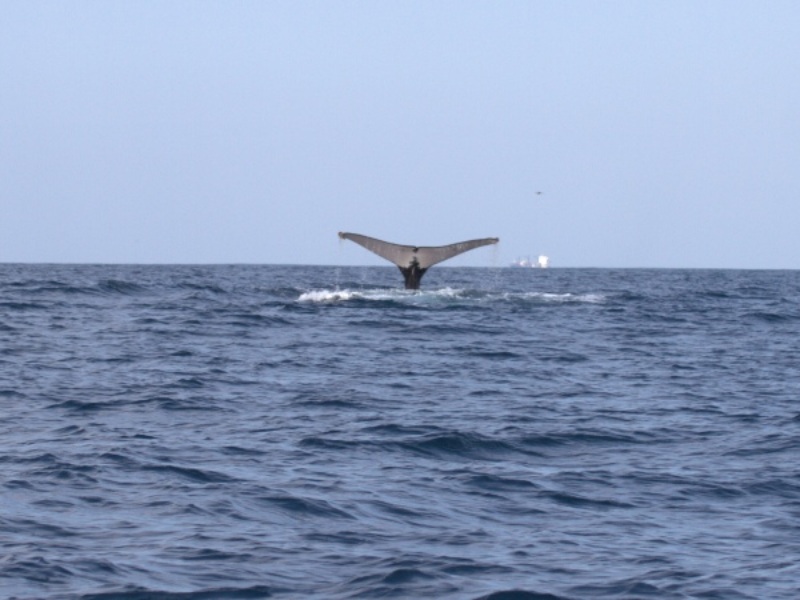Entre enero y febrero, las ballenas jorobadas pueden avistarse en su paso migratorio por la costa salvadoreña.