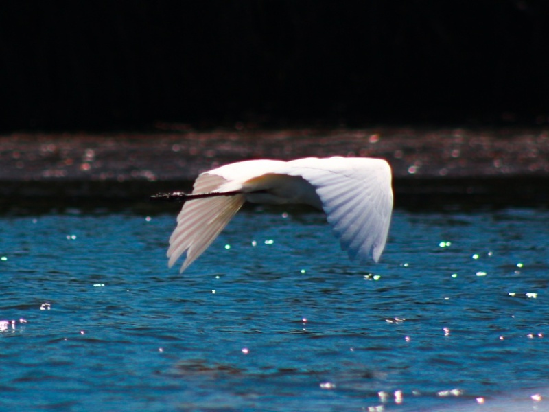 Aves migratorias y marinas encuentran refugio en los ecosistemas protegidos de Jiquilisco.