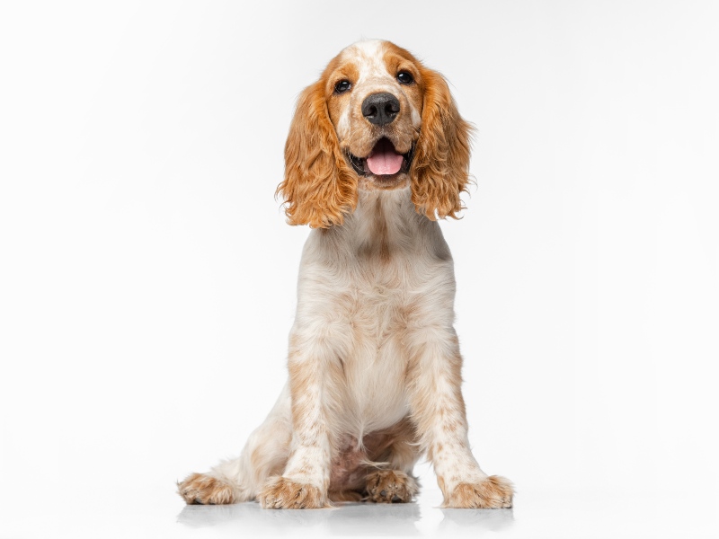 Cocker Spaniel
