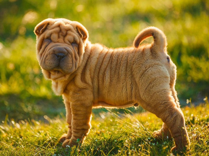 Shar Pei