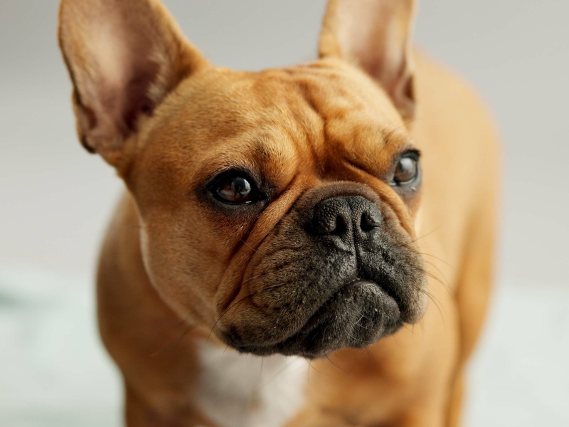 Bulldog francés.