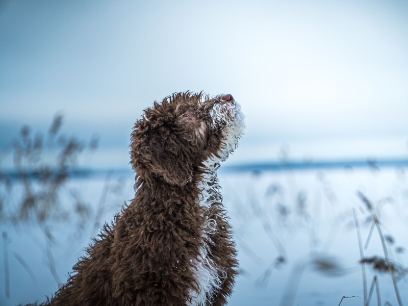 Perro de agua español.