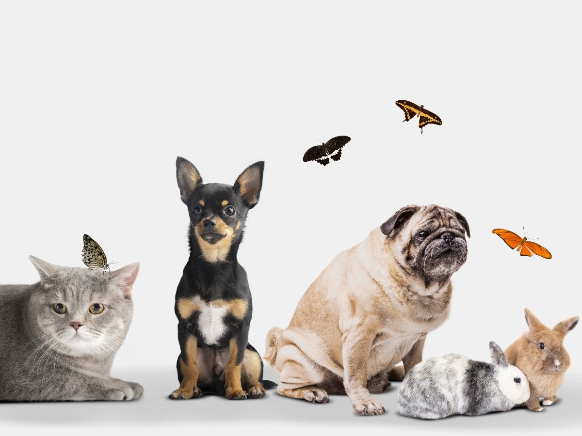 La ley salvadoreña protege a mascotas y fauna silvestre, y castiga el maltrato con multas y penas de prisión.