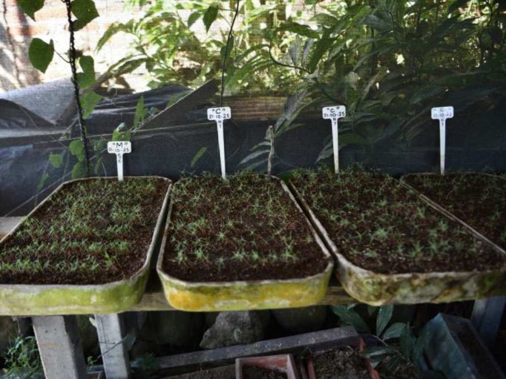 Las semillas de ciprés germinan en bandejas especiales durante los primeros seis meses, en un proceso controlado y cuidadosamente monitoreado.