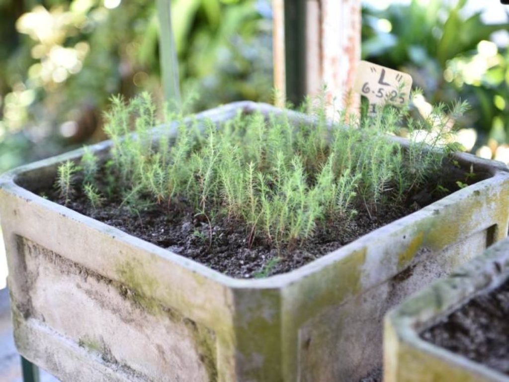 Plántulas de ciprés en etapa temprana de crecimiento, bajo sombra controlada, como parte del ciclo de cultivo que puede durar varios años.