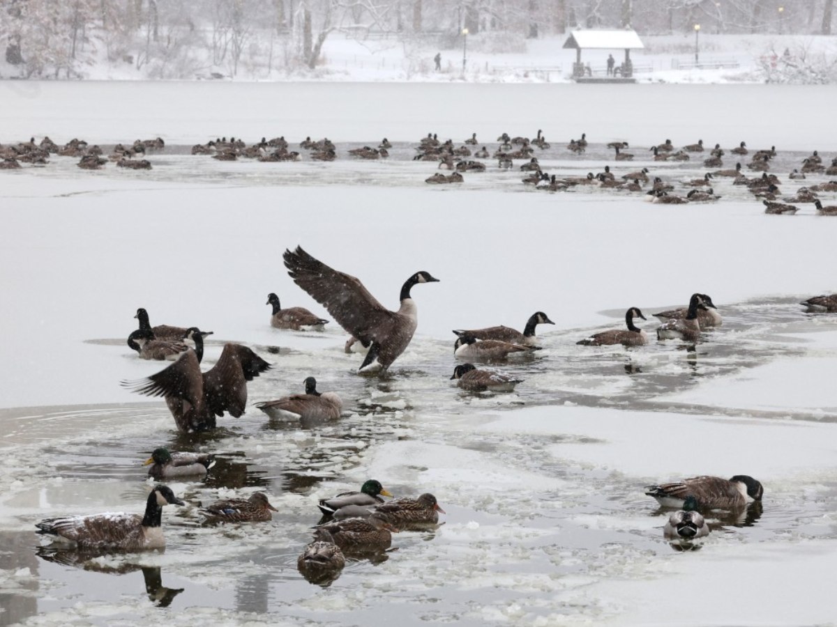 internacional-fotografias-parques-nueva-york-nevados-afp (1)