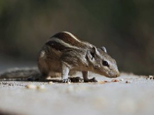 Inundaciones ratas Estados Unidos