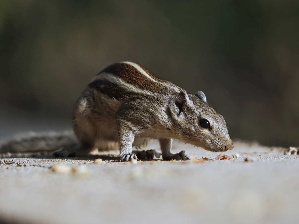 Inundaciones ratas Estados Unidos