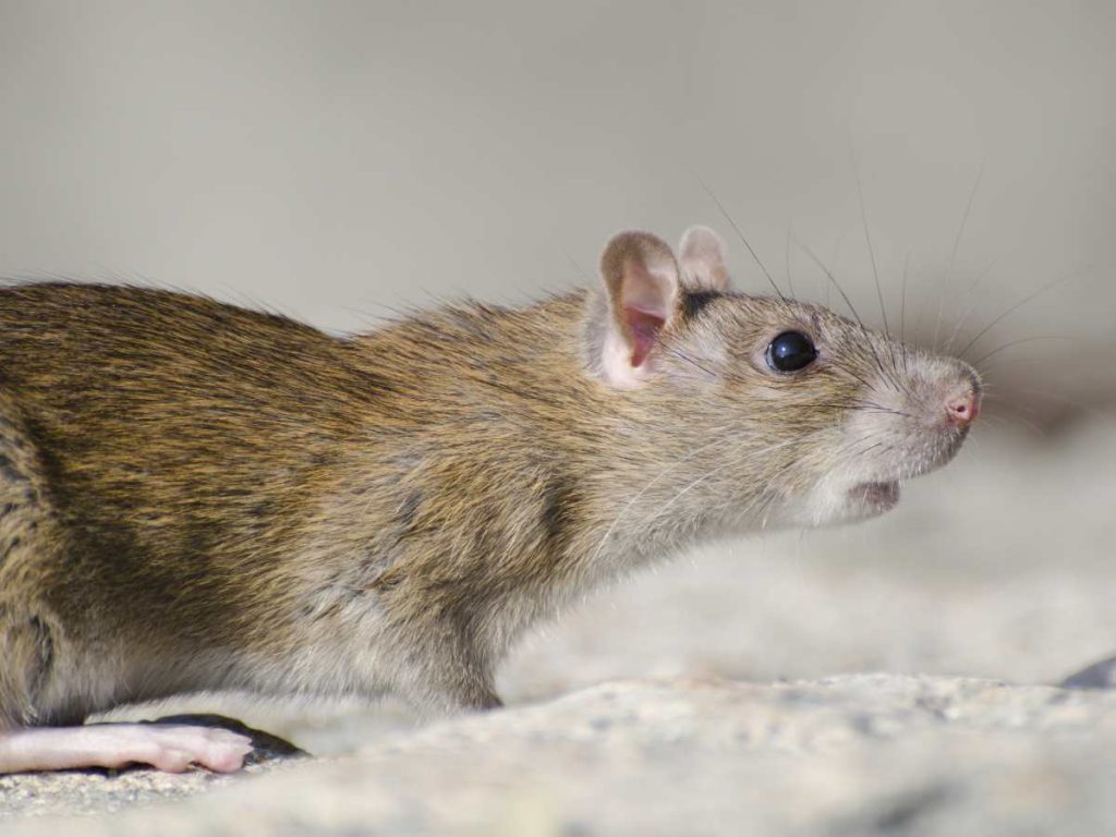 La advertencia fue emitida por el Departamento de Salud. 