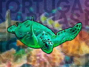 Tortugas marinas El Salvador