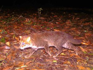 Un gato salvaje que se creía extinto vuelve a ser visto en Tailandia