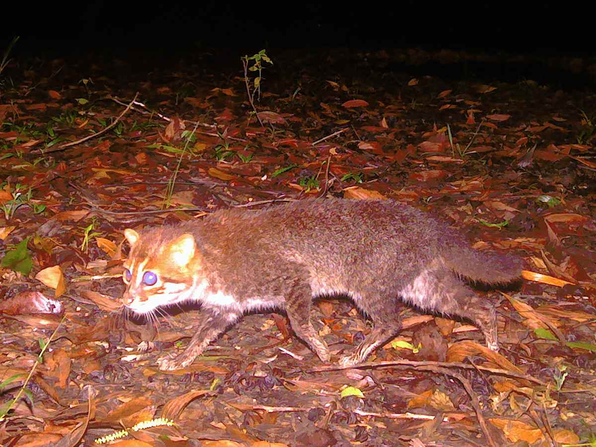 Un gato salvaje que se creía extinto vuelve a ser visto en Tailandia