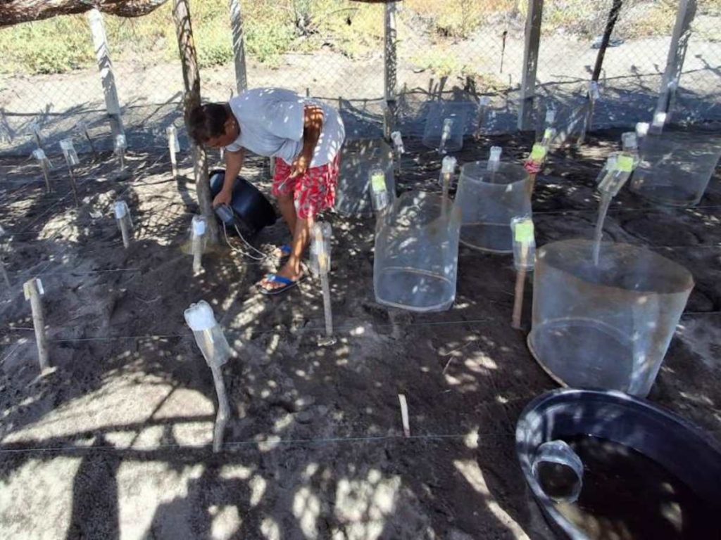 Habitantes de Punta Chiquirín participan en la recolección y resguardo de huevos como alternativa al comercio ilegal.