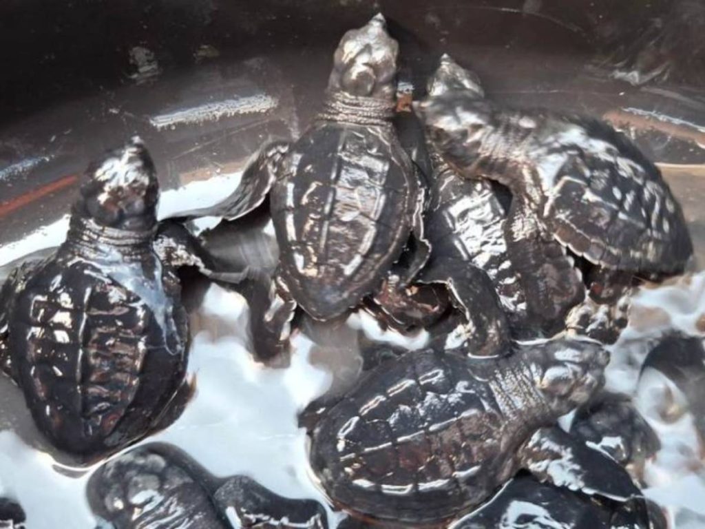 Cada nido puede contener entre 80 y 125 huevos de tortuga golfina, con un proceso de incubación de 45 a 60 días.