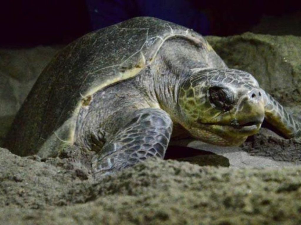 Cada nido puede contener entre 80 y 125 huevos de tortuga golfina, con un proceso de incubación de 45 a 60 días.