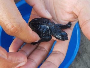 Proyecto comunitario protege 7,000 huevos de tortuga golfina en La Unión